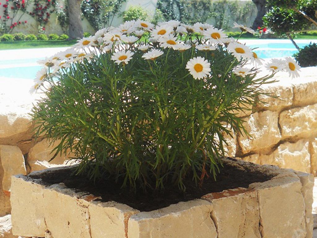 הוילה דונלוקאטה Il Giardino Dei Carrubi מראה חיצוני תמונה